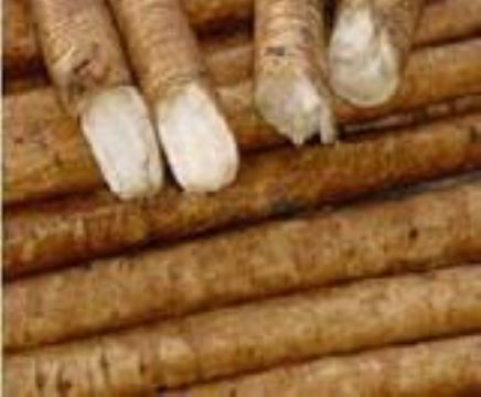 Nutrition And Health Of Fresh Burdock Root